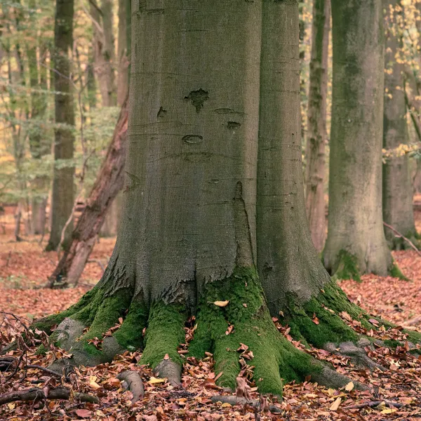 dicker Buchenstamm steht inmitten von abgefallenem Herbstlaub