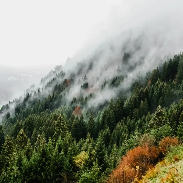 Nebel steigt über einem Bergwald auf