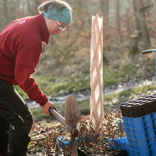 Pflanzung mit plastikfreiem Einzelschutz