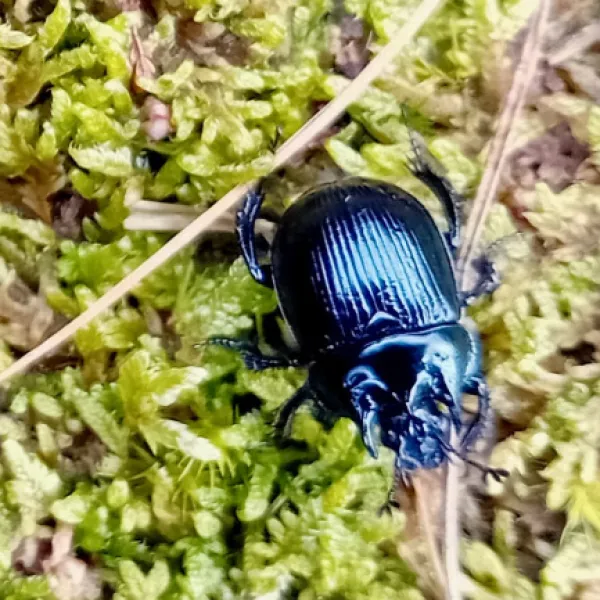 Stierkäfer vor seinem Loch