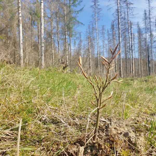 Frischgepflanzte Buche im Nationalpark Harz