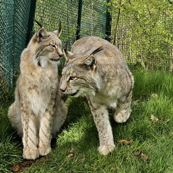 Gehege-Luchse im Nationalpark Harz