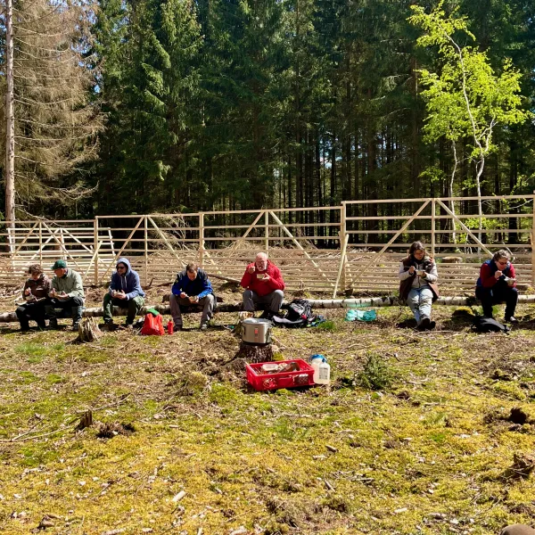 Mittagspause im Naturverjüngungshordengatter