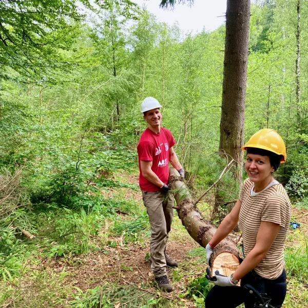 Fichtenentnahme am Bachlauf im Spessart