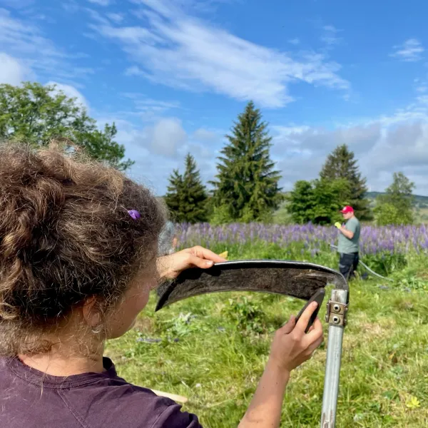 Sense wetzen bei der Lupinenmahd in der Rhön