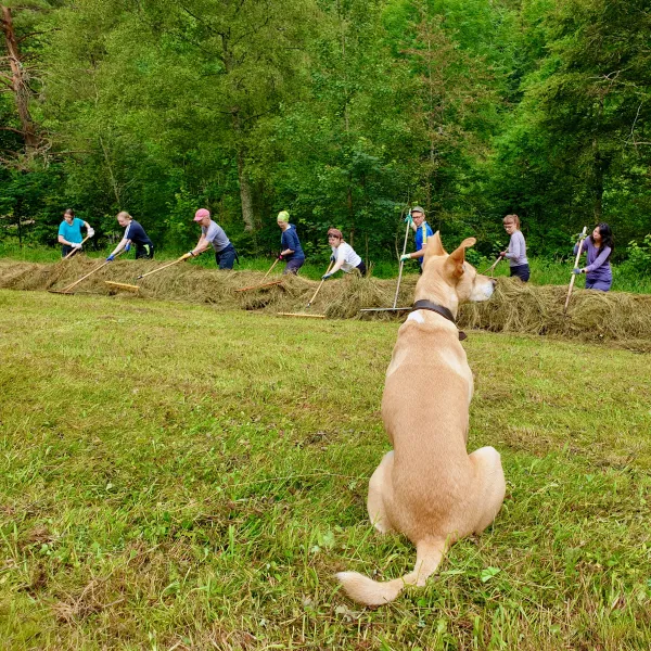 Rechen mit Hütehund