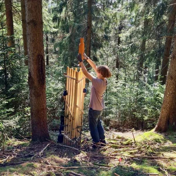 Einzelschutz für künftige Samenbäume