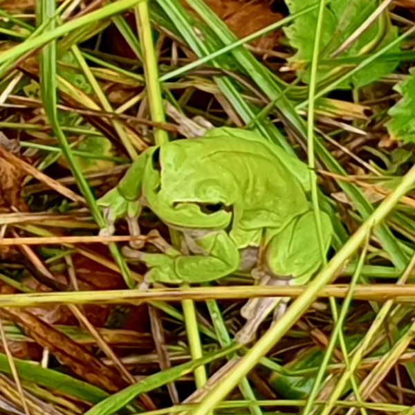 Laubfrosch in der Diepholzer Moorniederung