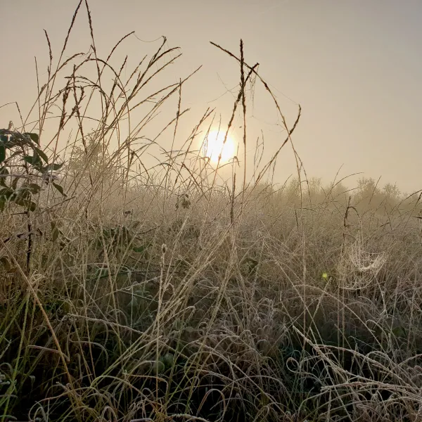 Morgenstimmung mit Reif und Sonne in der Diepholzer Moorniederung