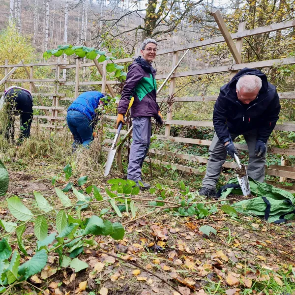 Im Pflanzgarten werden Bäumchen ausgegraben