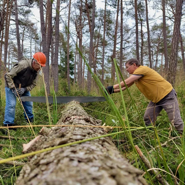 Ein gefällter Baum wird mit der Zweimannsäge zerlegt