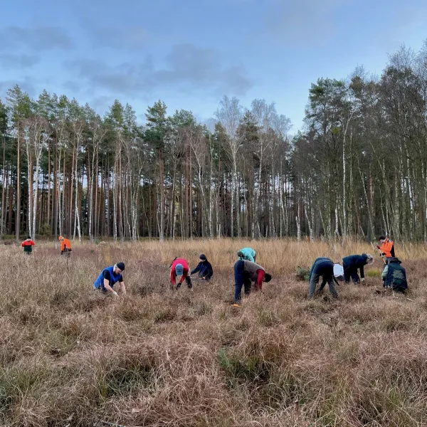 Freiwillige entkusseln Sandheide