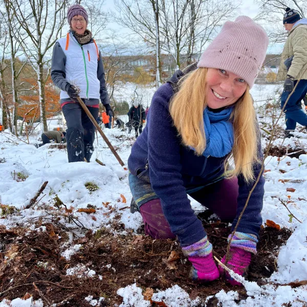 Freiwillige pflanzt Laubbaum bei Schneedecke