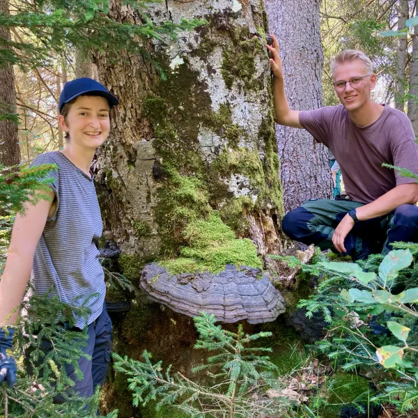 Freiwillige entdecken riesigen Zunderschwamm an einem Baum