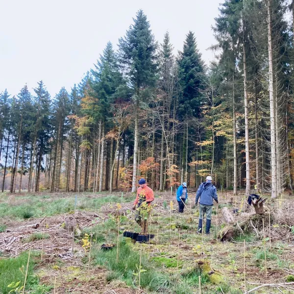 Pflanzende Menschen im Spessart vor Fichtenrestbestande