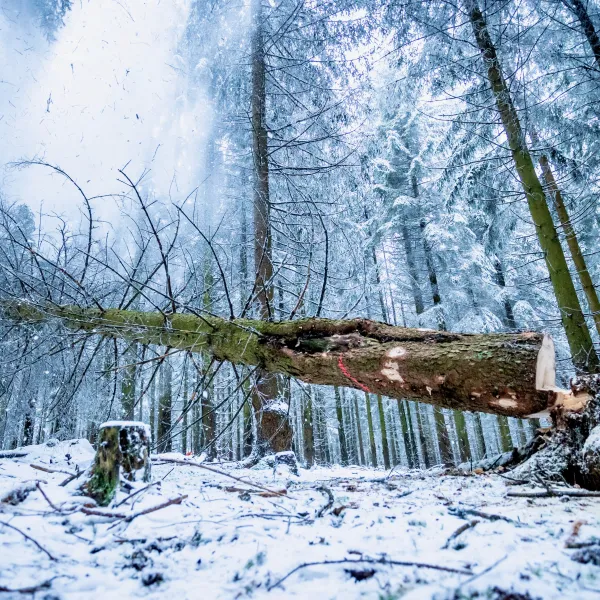 Fallende Fichte im Winterwald