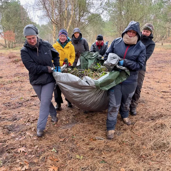 Frauen tragen Biomasse aus den Dünen