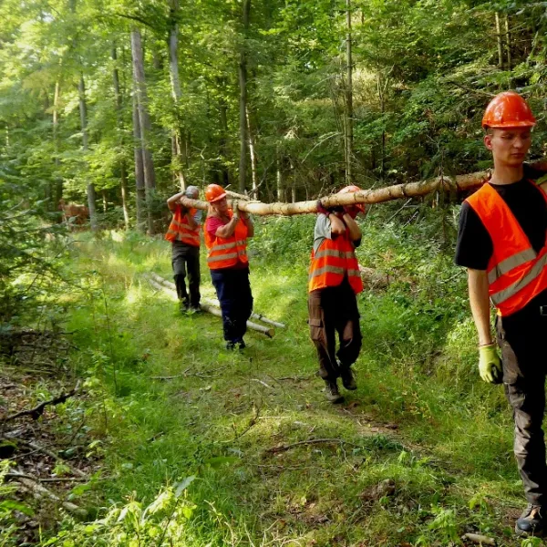 Fichtenstangentragen für den Hochsitzbau