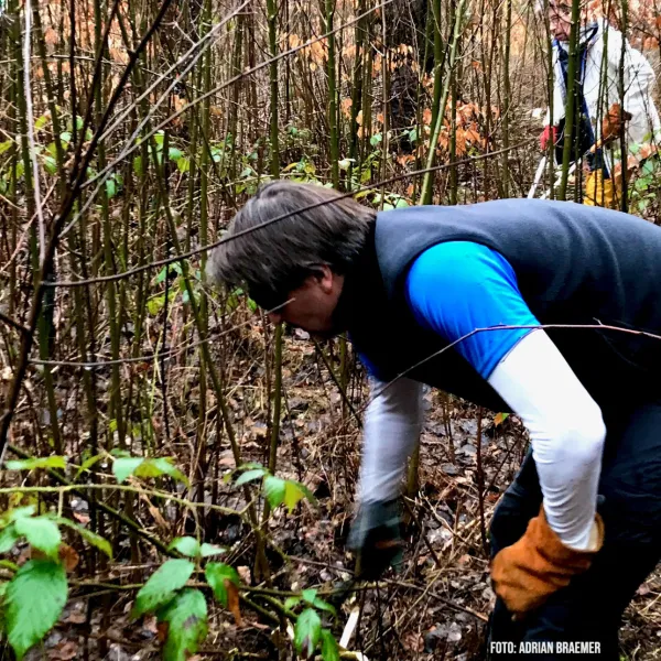 Jungbestandspflege mit Insel-Brombeere