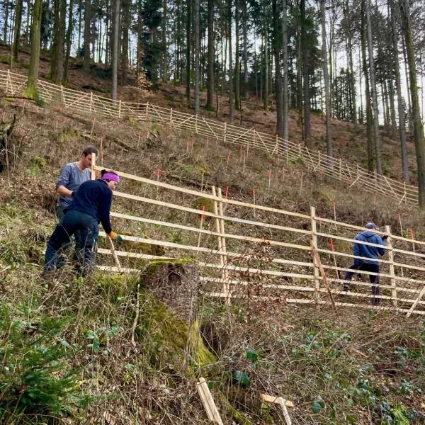 Hordengatterbau für Eichenwildlinge