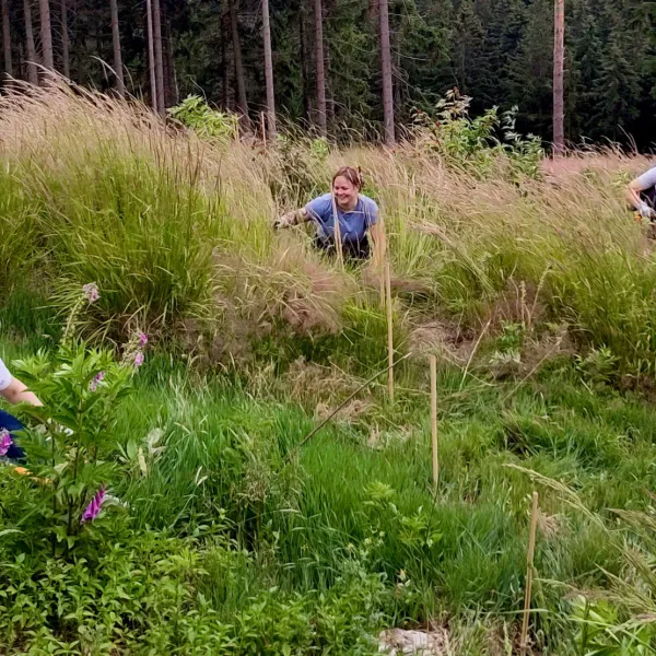 Zwischen Reitgras und Hirschholunder stocken Kiefern