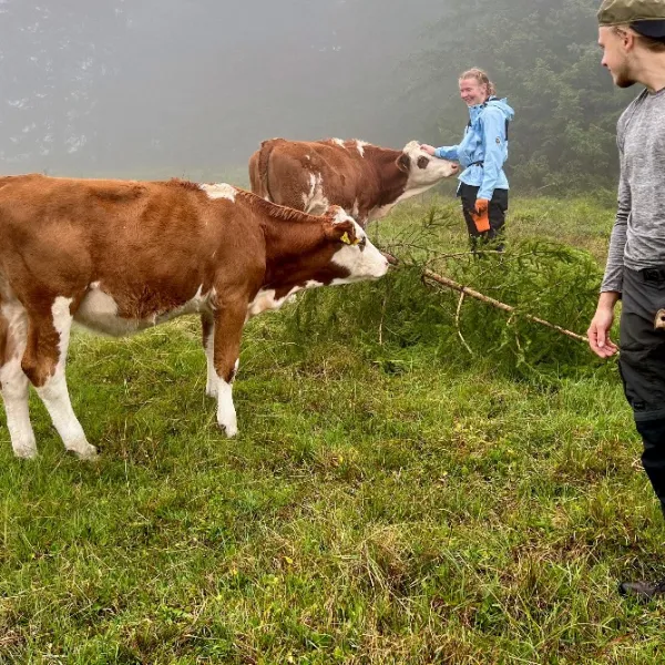 Rindviecher bei der Borstgrasrasenpflege am Feldberg