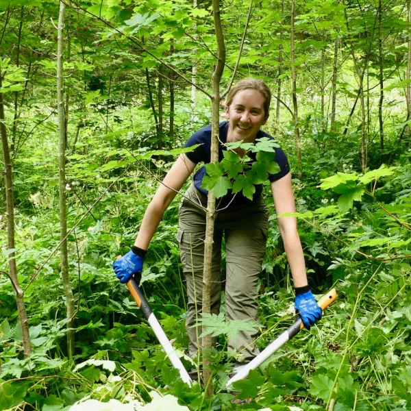 Rückverwandlung eines Wäldchens in eine Streuwiese