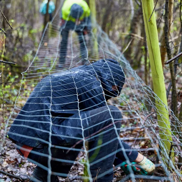 Eingewachsener Zaun, halb abgebaut