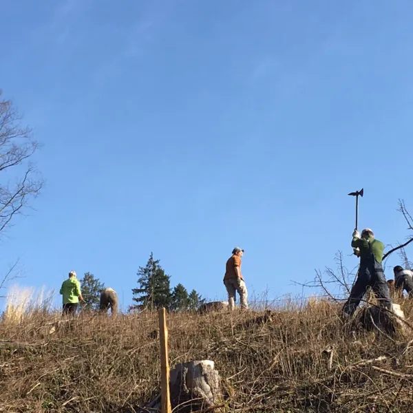 Laubbäume für das Sauerland