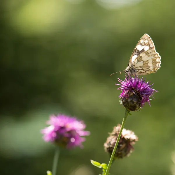 lech_schmetterling.jpg