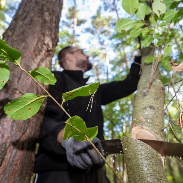 Traubenkirsche (spätblühend) wird abgesägt