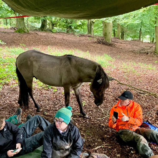 Mit dem Tarpan unterm Tarp im Hutewald