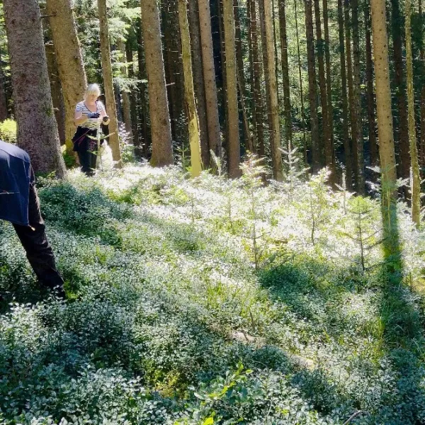 Junge Tannen bekommen Verbissschutz aus Schafswolle