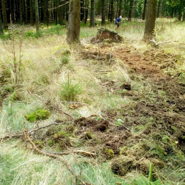 Dem Waldboden wird der Grasfilz entnommen.